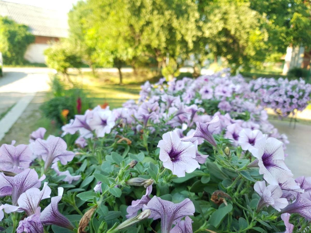 ניסקה בנז'ה Guest House Dimitrije מראה חיצוני תמונה